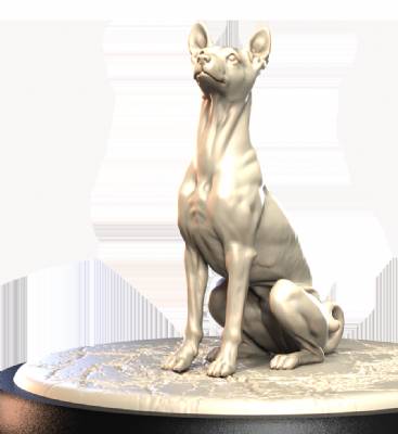 Basenji  (2)